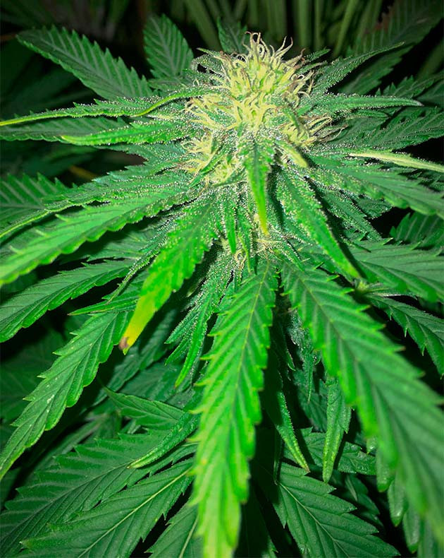 Бутон конопли с белыми стигмами