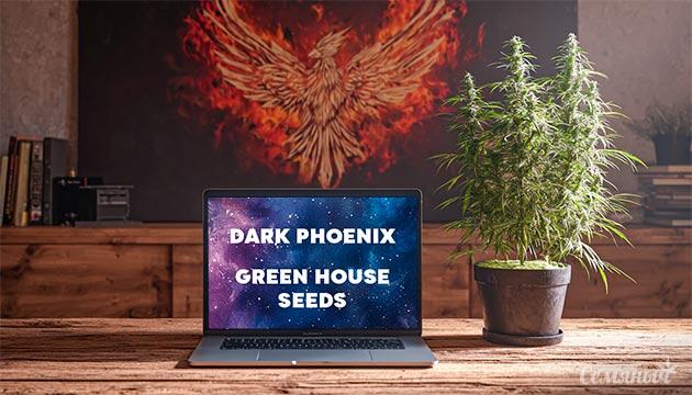 Гроурепорт сорта Dark Phoenix от Green House Seeds
