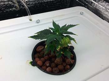 Желтые листья на конопле