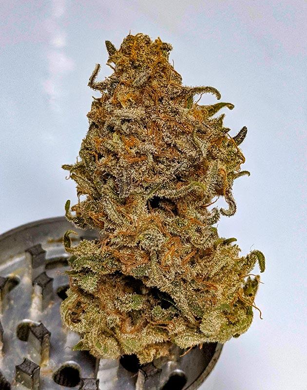 Созревшая шишка конопли