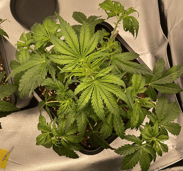 Новый бокс для выращивания Apollo F1 Auto