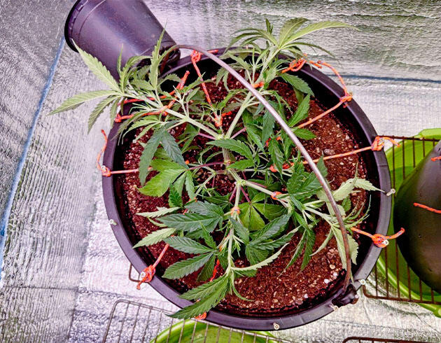 Метод LST конопли