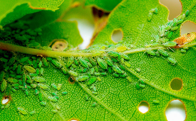 Как тля размножается так быстро