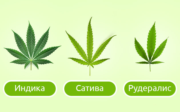 Листья индики, сативы и рудералиса