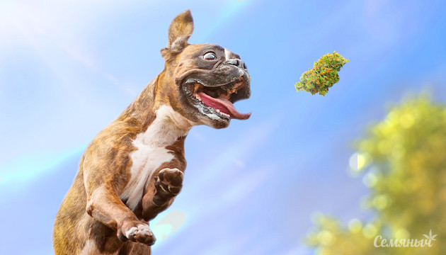 Бодрое настроение