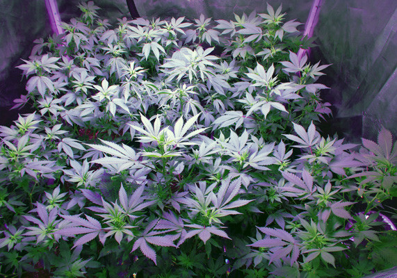 Марихуана White Widow после дефолиации