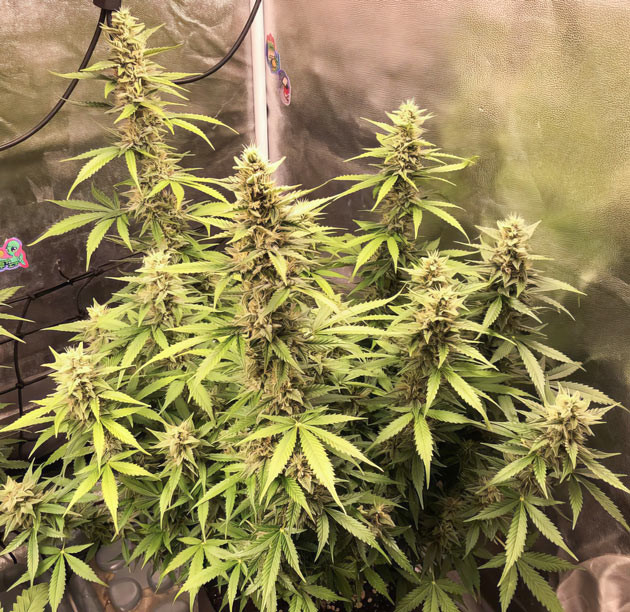 Укрепление иммунитета Pink Rozay Auto с Simplex Power