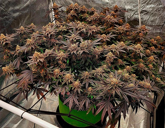 Куст конопли черно-красного оттенка с оранжевыми соцветиями