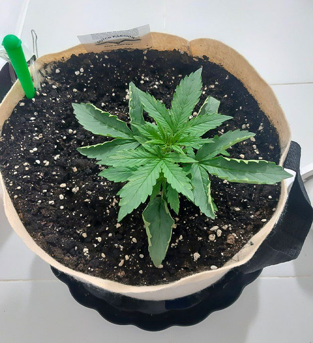 Удобрение Critical Orange Punch Auto: важные моменты