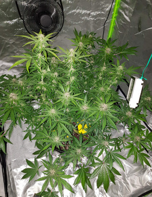Конопля в гроубоксе