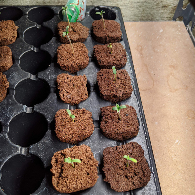 Ростки марихуаны Girl Scout Cookies auto fem