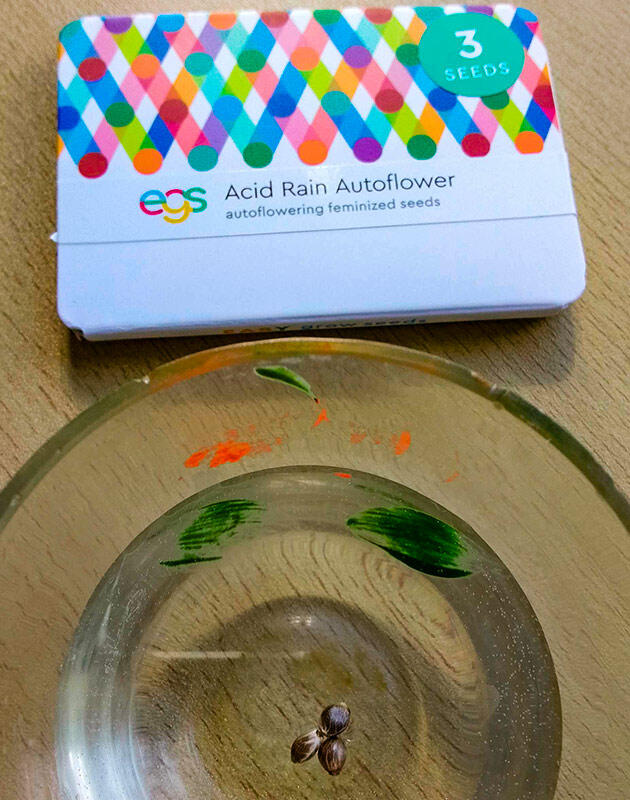 Проращивание сорта Acid Rain Autoflower