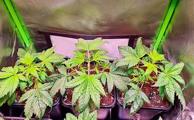 Куст Blueberry Hill от Herbies Seeds ростом 10 см