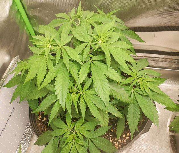 Округлый вид Cafe Racer