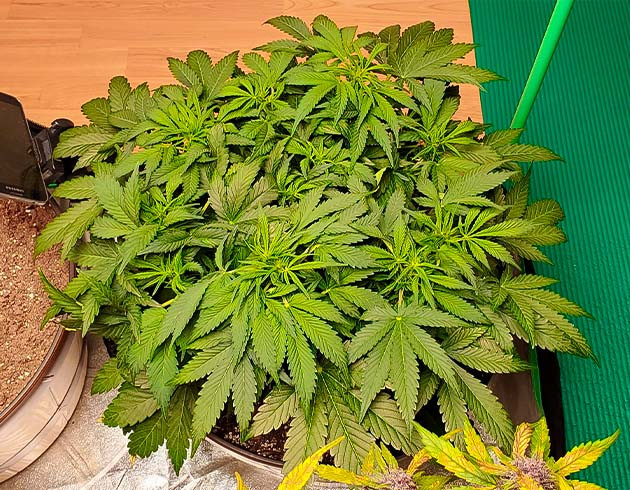 Появление точек роста шишек