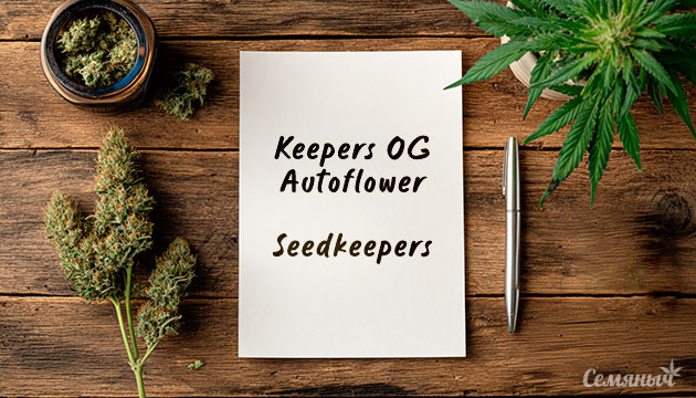 Гроурепорт сорта Keepers OG Autoflower