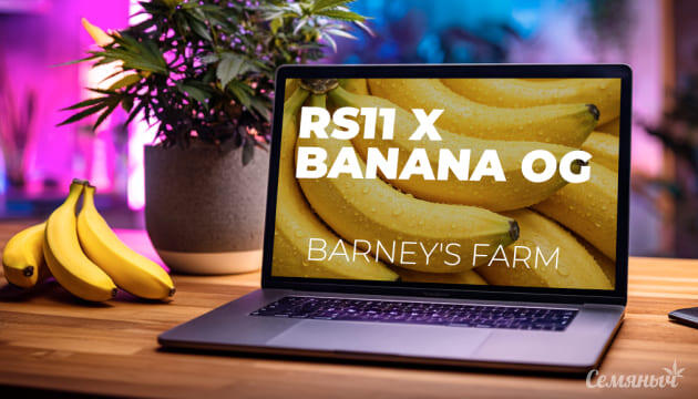 Гроурепорт сорта RS11 x Banana OG от Barney's Farm