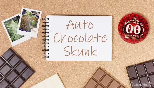 Гроурепорт сорта конопли Auto Chocolate Skunk