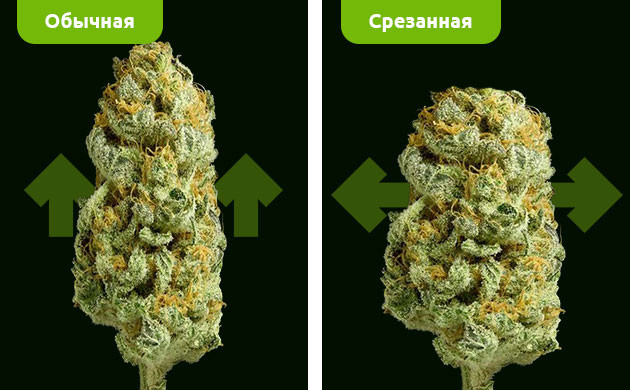 Направление развития соцветия до и после обрезки