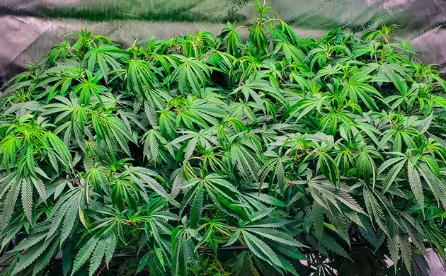 9 неделя выращивания каннабиса