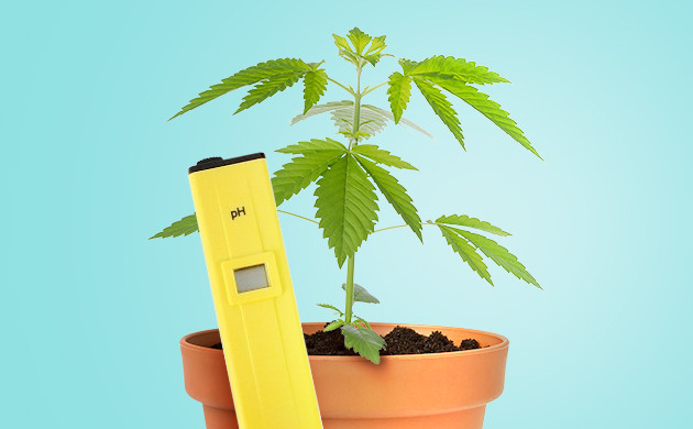 pH метр и куст конопли