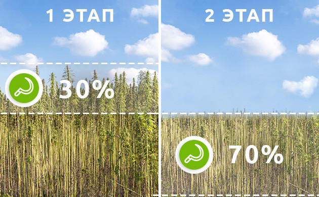 2 этапа сбора технической конопли
