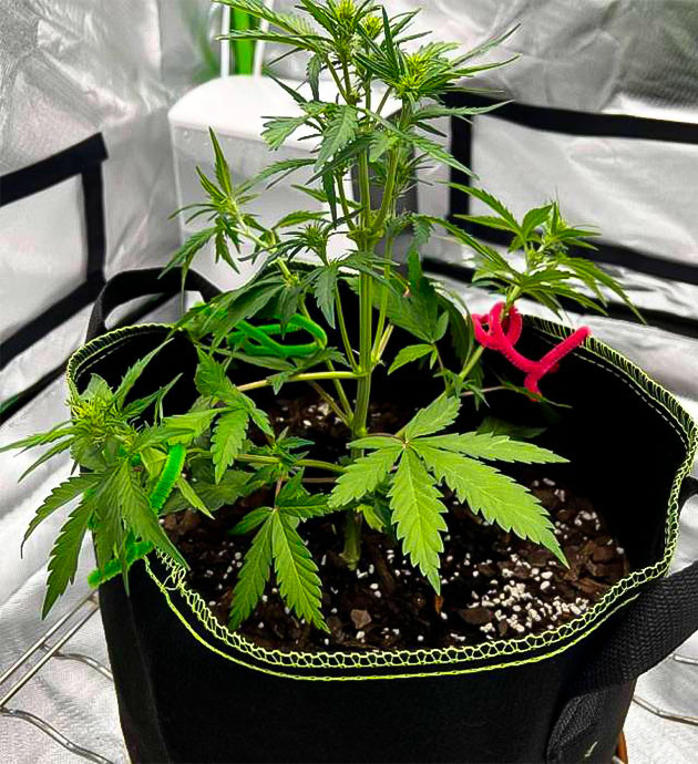 Куст Gelato от Blimburn Seeds на 4 неделе