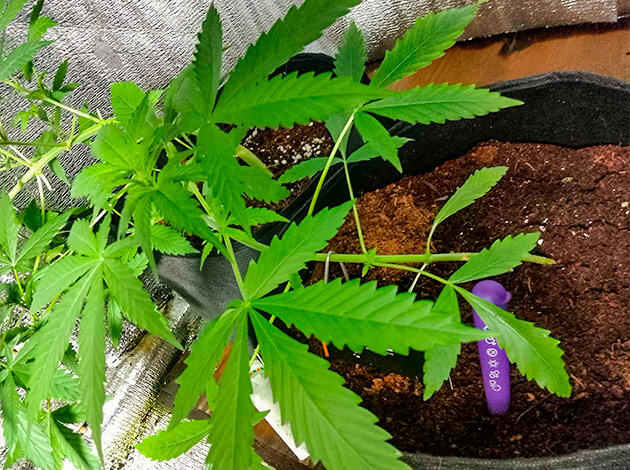 Куст Acid Rain Autoflower на стадии вегетации