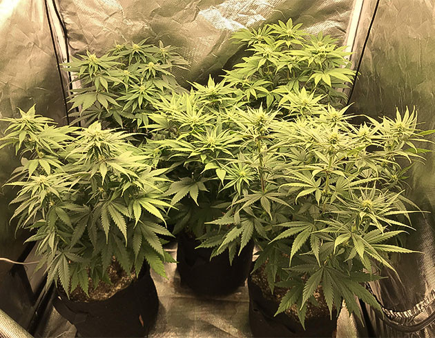 Кусты на 7 неделе выращивания