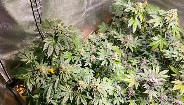 Гроубокс с кустами каннабиса