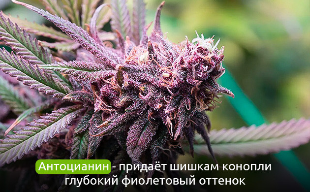 Флавоноиды: желтые защитники растений