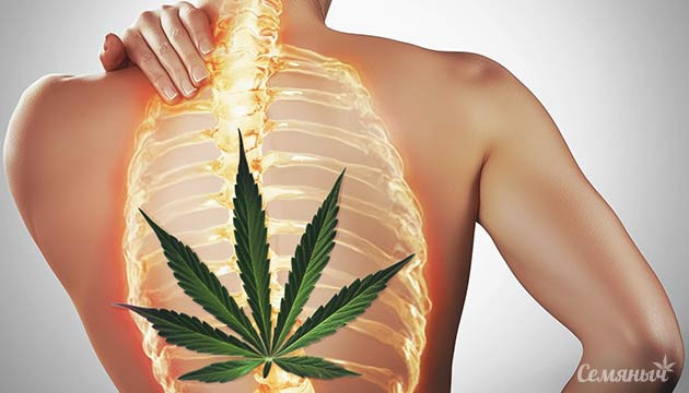Хроническая боль в суставах и каннабис