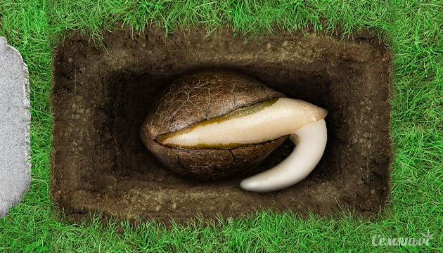 Гибель семян конопли