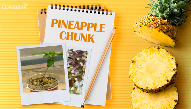 Выращивание сорта Pineapple Chunk в индоре