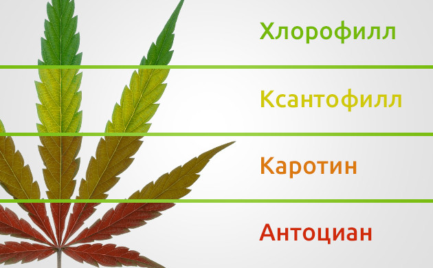 Пигменты, хлорофилл, ксантофилл, каротин, антоциан