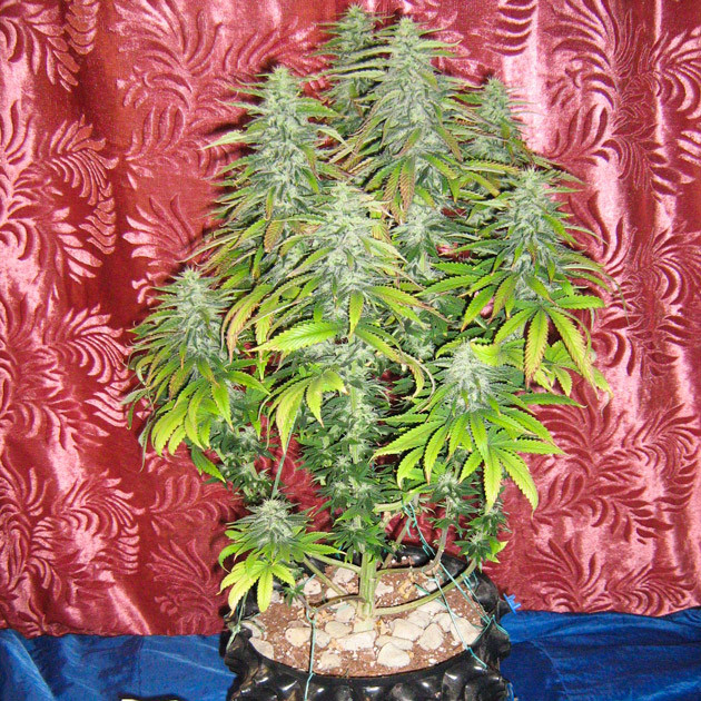 Куст на одиннадцатой неделе