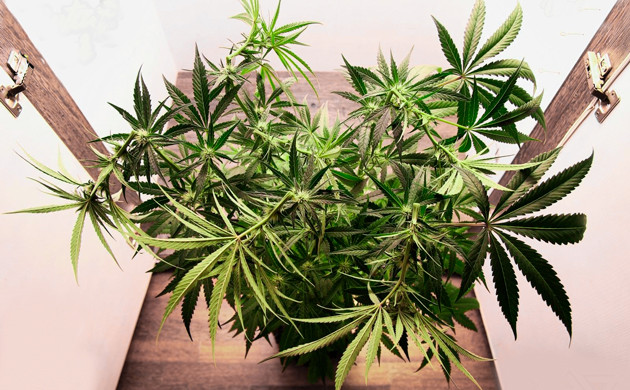 Подгибание верхушек куста каннабиса