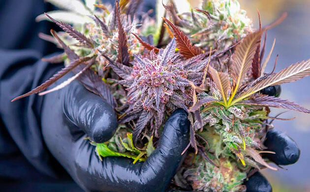 Выращивание Mimosa Auto