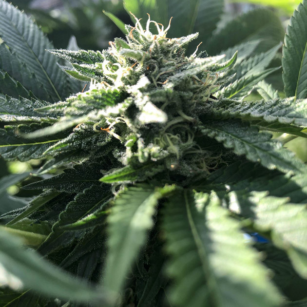 Шишка на 20 неделе