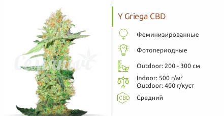 Y Griega CBD от Medical Seeds
