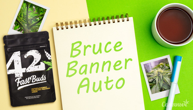 Гроурепорт по выращиванию сорта Bruce Banner Auto
