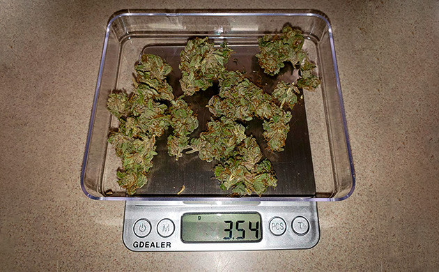 Взвешивание 3,5 грамм урожая