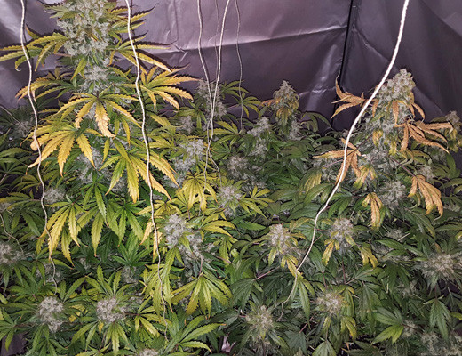 10 неделя выращивания марихуаны
