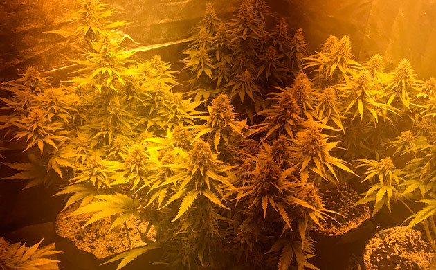 Почти молочные трихомы