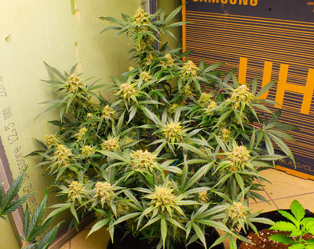 Шишки с оранжевыми стигмами