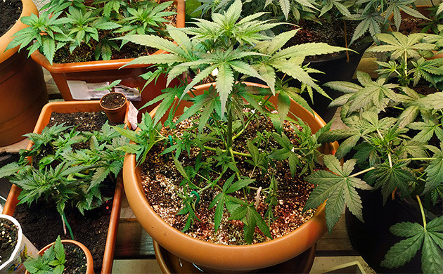 Удаление листьев куста