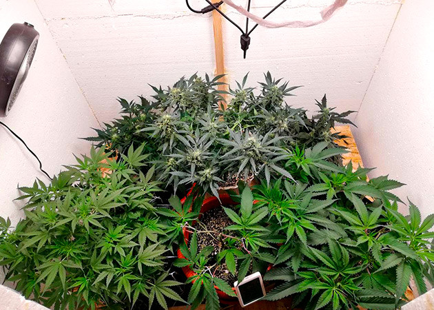 Тренировка растения Alpha 21