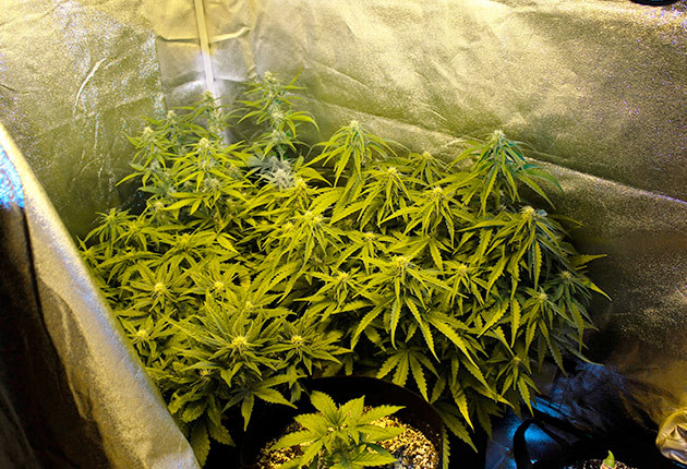 Соцветия на кустах с белыми стигмами