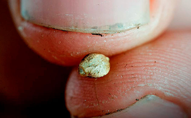 Выбор сортов конопли для аутдора