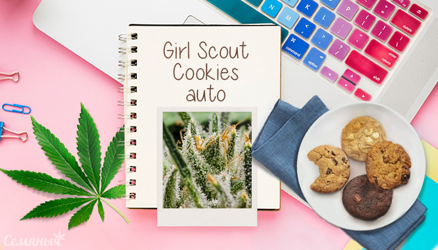 Гроурепорт сорта марихуаны Girl Scout Cookies auto fem